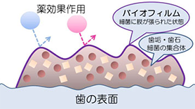 タンパク質分解