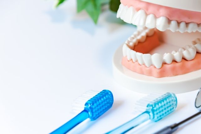 tooth-model-and-toothbrush