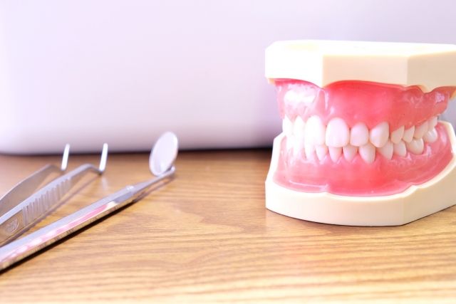 歯の模型と歯科器具